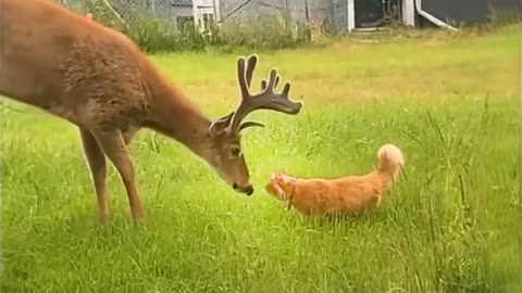 WORLD BEST FUNNIEST🤣 Dog vs men 🤣 funny video> Don't Try Laughing 🤣 clips