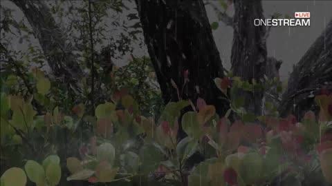 Forest Rain Falls On Cocoplum Leaves - 1 Hour Thunderstorm Sounds For Sleep