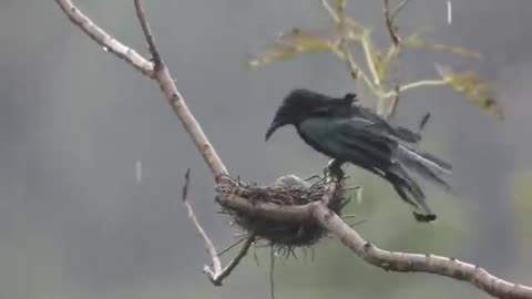 Meet the birds in the rain.