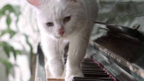 A beautiful white cat is playing the piano!