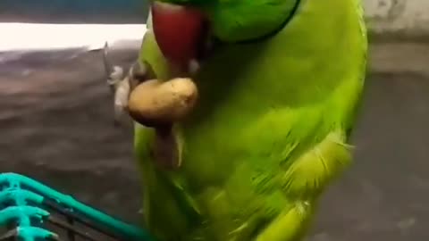 Parrot bird taking