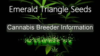 Emerald Triangle Seeds - Cannabis Strain Series - STRAIN TV