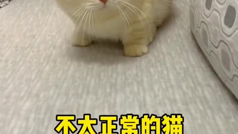 110_12520_爱笑的小年糕_同样是猫，差距太大了#家有萌宠 #被迫营业的猫猫 @DOU小助手