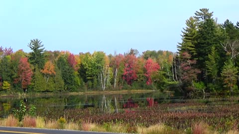 Fall Foliage