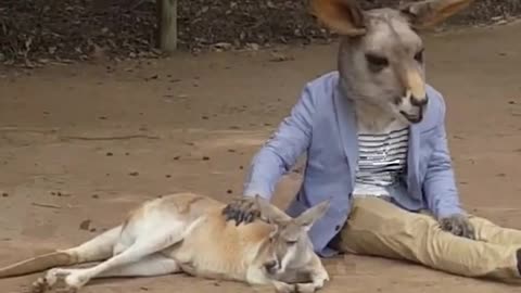 boy prank kangaroo best comedy video #shorts #funny #animals