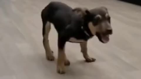 😂 funny dog dance 😂