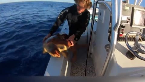 TURTLE ASKS FOR HELP AFTER BEING ATTACKED BY SHARK