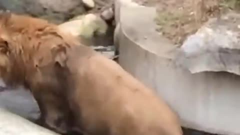 Distracted lion takes a tumble