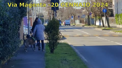 CANEGRATE & ZOOMAFIA=CANARI IN VIA MAGENTA