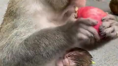 Cute Monkey China & Funny Love monkey| Animals Love #Short (315)