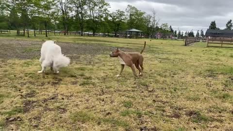 German shepherd attacks pitbull