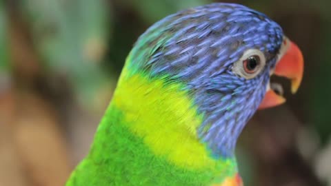 Parrot Rainbow Lorikeet