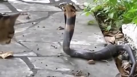 Fight of the King cobra with a cat