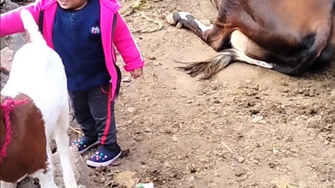 Baby Fun with animal GOAT