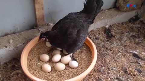 Amazing BORN "MURGI" Hatching Eggs in chaff to Chicks Born - Crazy Hen Harvesting Eggs to chiicks-12