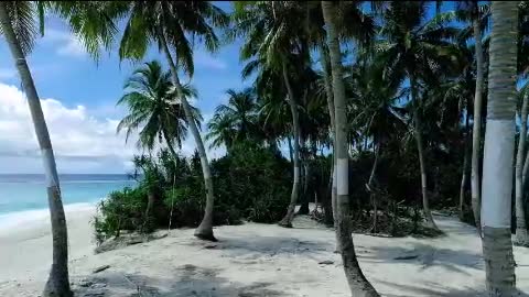 White sand beach and palm trees