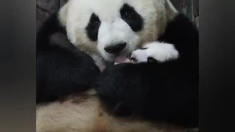 Baby panda and mom panda's affectionate reaction after treatment. 💓