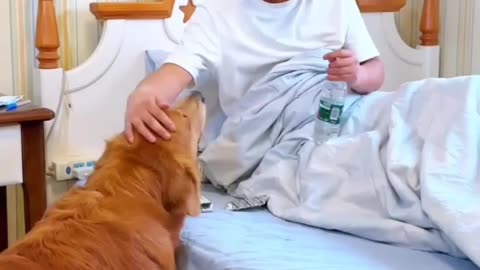 How the dog saw his master sick and brought medicine