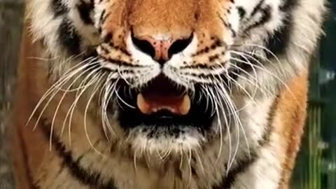 Tiger_King_👑Tiger_Growling_Sound_Tiger_Roar_Sound_Must_Watch_Animal_Lover(