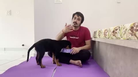 How train your puppy