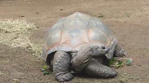 Steve Irwin Australia Zoo and Crocodile Show Part 3