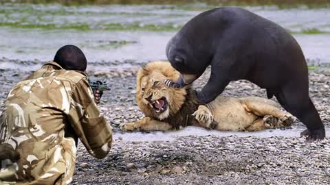 Bear's Tremendous Power! Mother Bear Fight Lion To Save Her Cub In Dramatic Video, Baboon vs Leopard