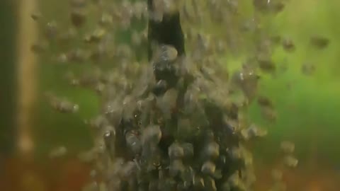 Bubble forming in a fish tank - Slo motion