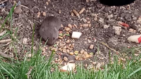 Tiniest Wild Gerbil Steals The Show