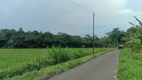 evening walk around the rice fields is awesome