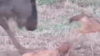 Battle Between Jackals and wildebeest mother over baby#shorts #wildlife