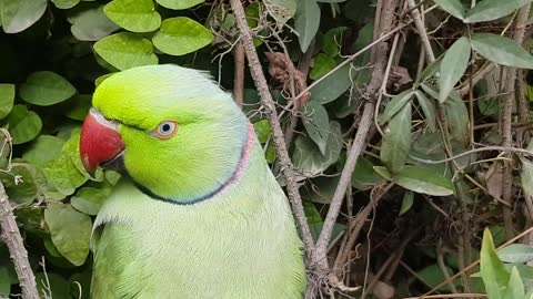 indian ringnack parrot talking #youtuber #viral #talking #viralyoutube #talking