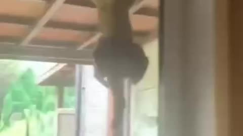 Crazy cat gone wild