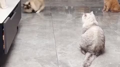 Playful Cat's Charming Antics! Cat playing football ⚽️🐈