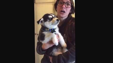 Talking husky puppy