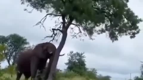 what this elephant doing ..