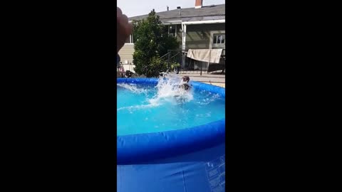 Doggo makes amazing catch while jumping in the pool