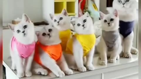 Cat dancing video 😺(⁠ ⁠˘....