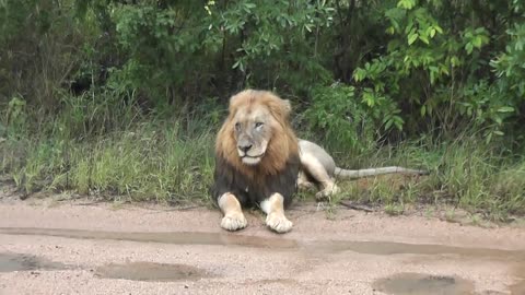 Big male Lions in the rain.-L1ibu6eM2c0-720p