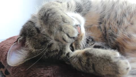 Tired Cat behaves so sweet - Hides behind its paws