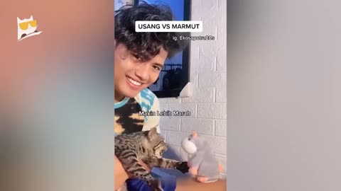 Funny video Animal 😂😂🐕🐕😼😽