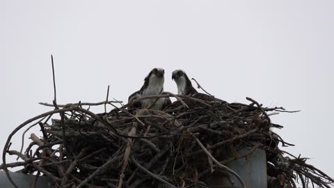 Day 63 of Nest Rebuilding Continues