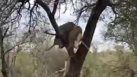 A Phenomenal Sight To Witness Of Leopards At Londolozi