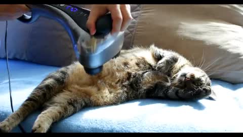 Cat's Cute Reaction to The Massager