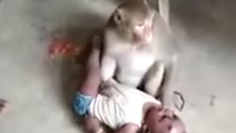 Monkey kidnap a baby