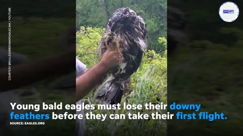 Wildlife officials rescue bald eaglet after it falls from broken nest