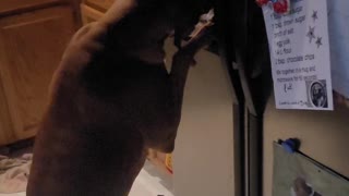 Walter the Boxer Drinks from the Fridge