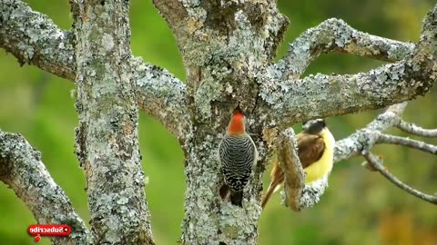 Journey Through Nature's Majesty with Birds Eye View