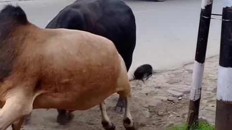 males cows fighting in public #short video