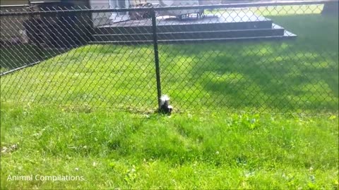 Baby Skunks Trying To Spray - Funniest Compilation