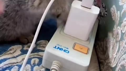 Small cat 😺 playing with Mobile Charger 😉 it's so funny